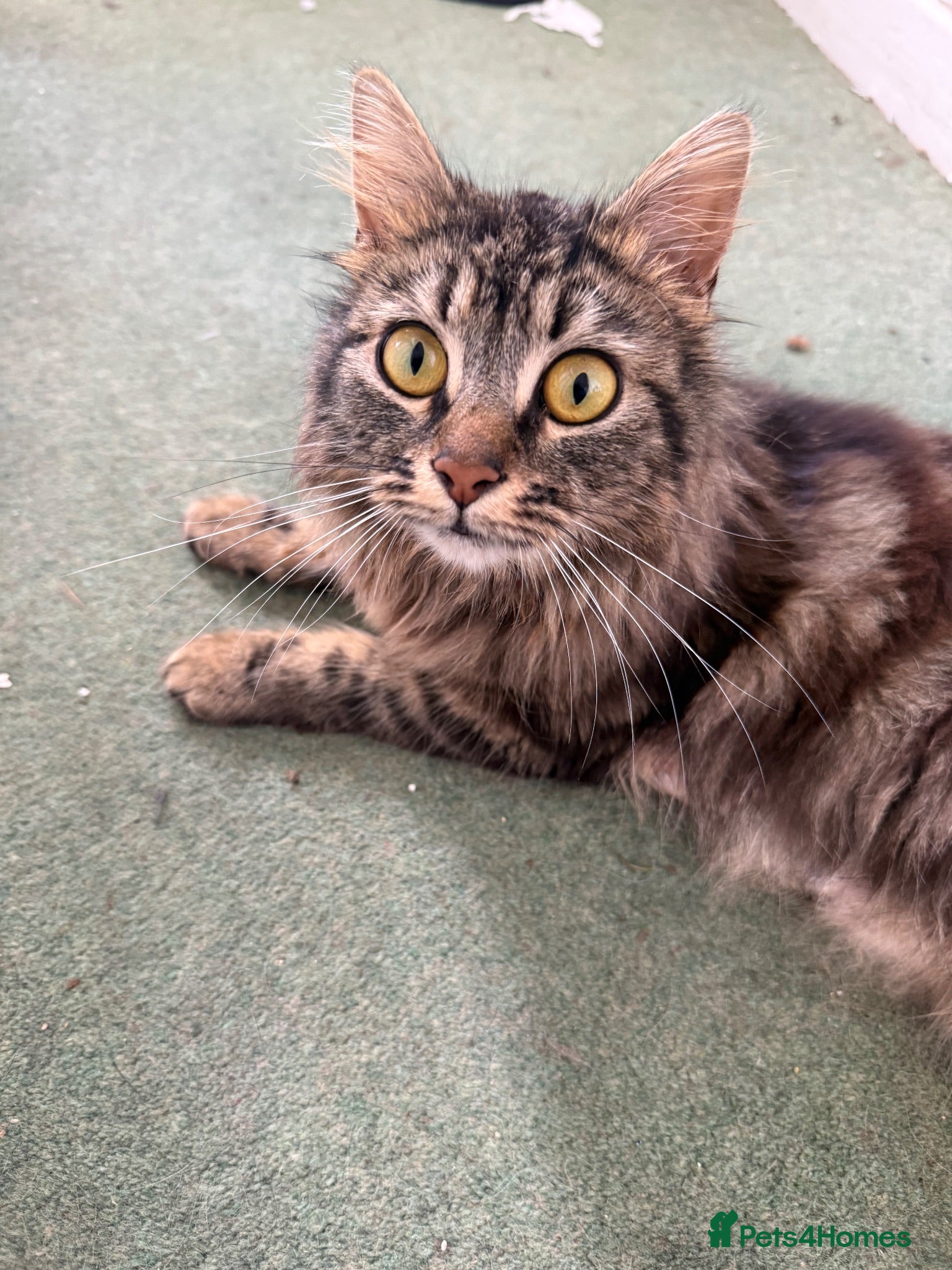 Domestic Shorthair cats Fur babies looking for a forever home - Advert 1