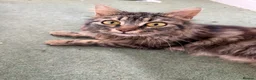 Domestic Shorthair cats for sale: Fur babies looking for a forever home - Advert 1