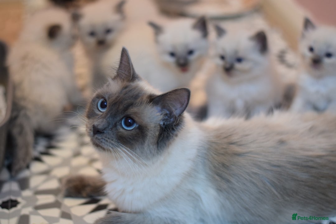 Ragdoll cats for sale: Chunky Ragdoll kittens  - Image 12