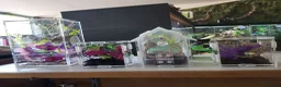 Spiders invertebrates for sale: Jumping Spiders phidippus regius - Advert 6