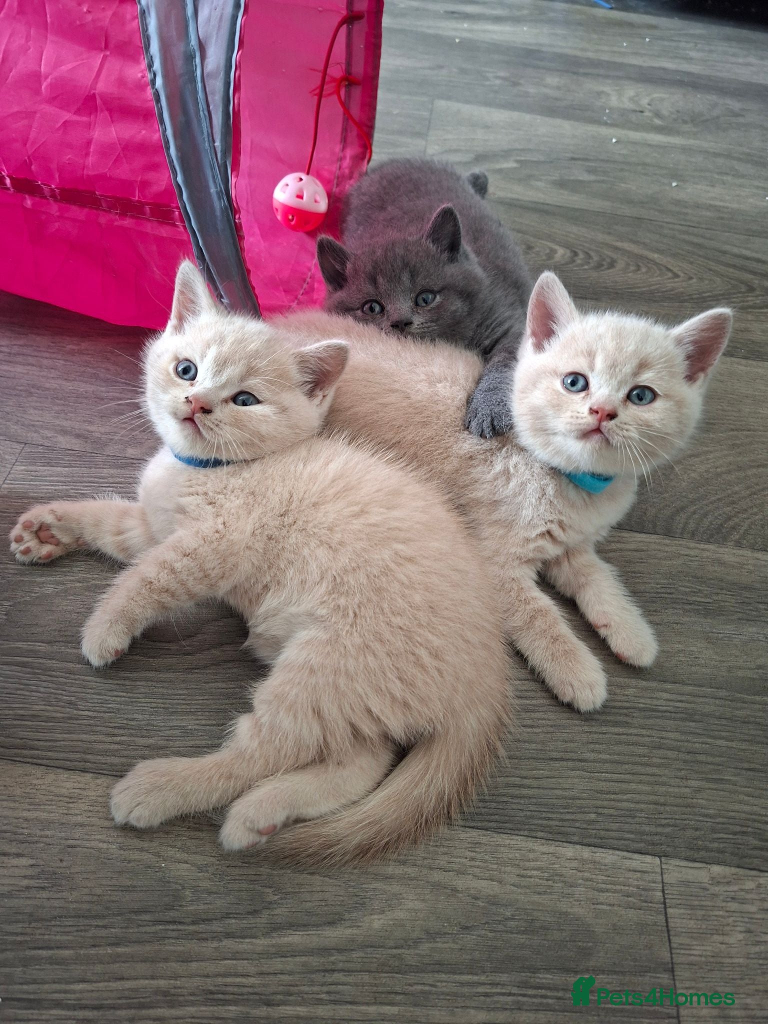 British Shorthair cats 🩷 Outstanding Quality Chunky GCCF Pedigree BSH 💙 - Advert 1