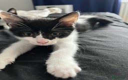 Mixed Breed cats for sale: Kittens for adoption - Image 6