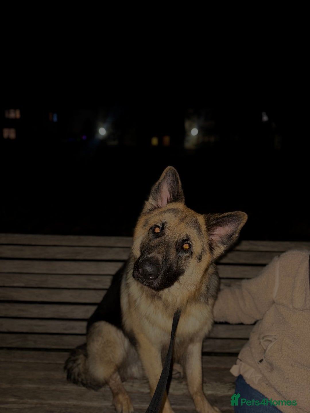 German Shepherd dogs for stud: German Shepherd Stud - Advert 9