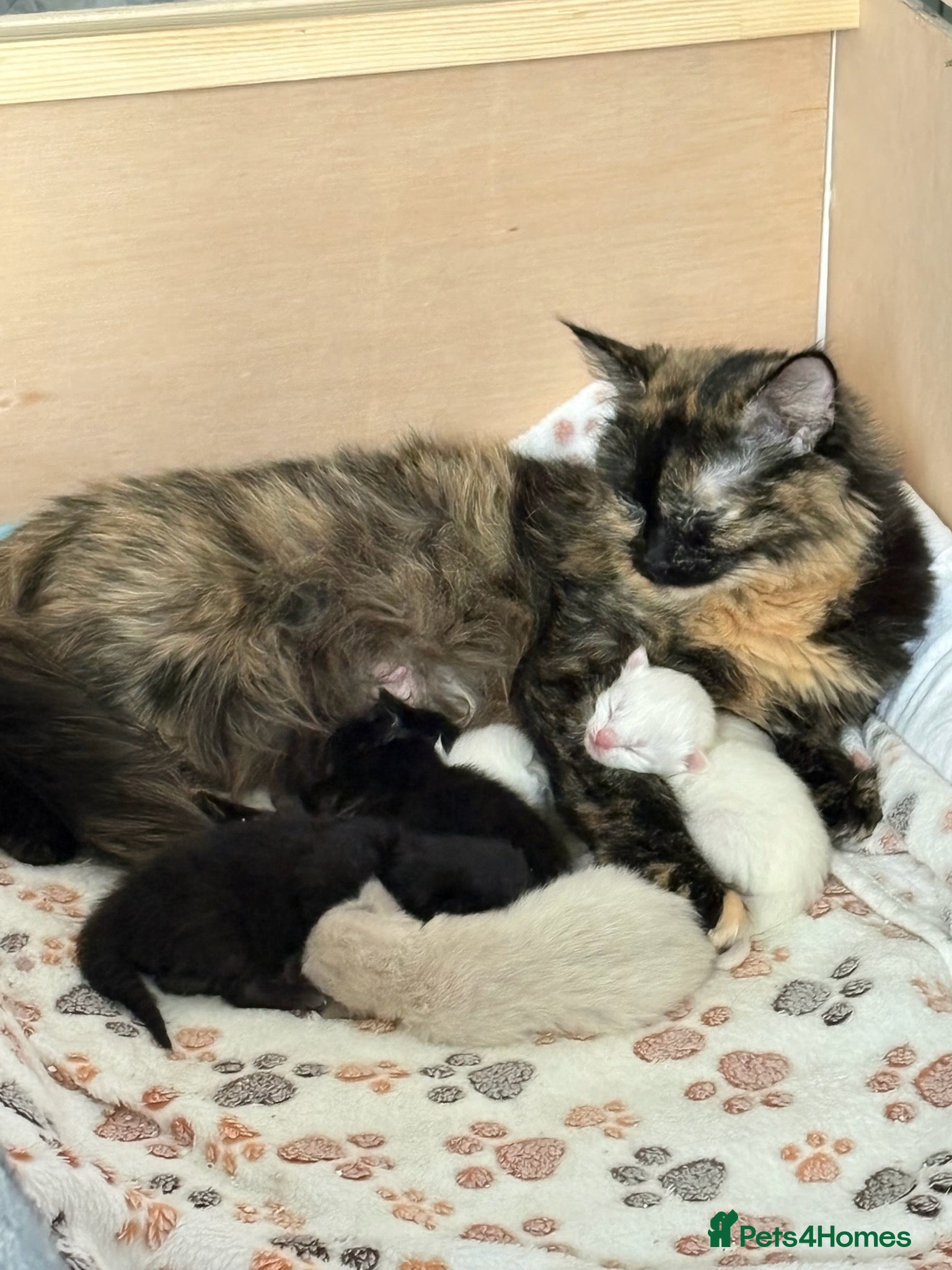 Ragdoll cats Gorgeous Ragdoll Cross Kittens - Advert 16