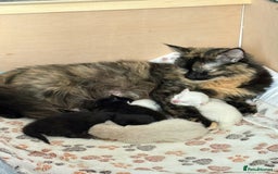 Ragdoll cats for sale: Gorgeous Ragdoll Cross Kittens - Image 1