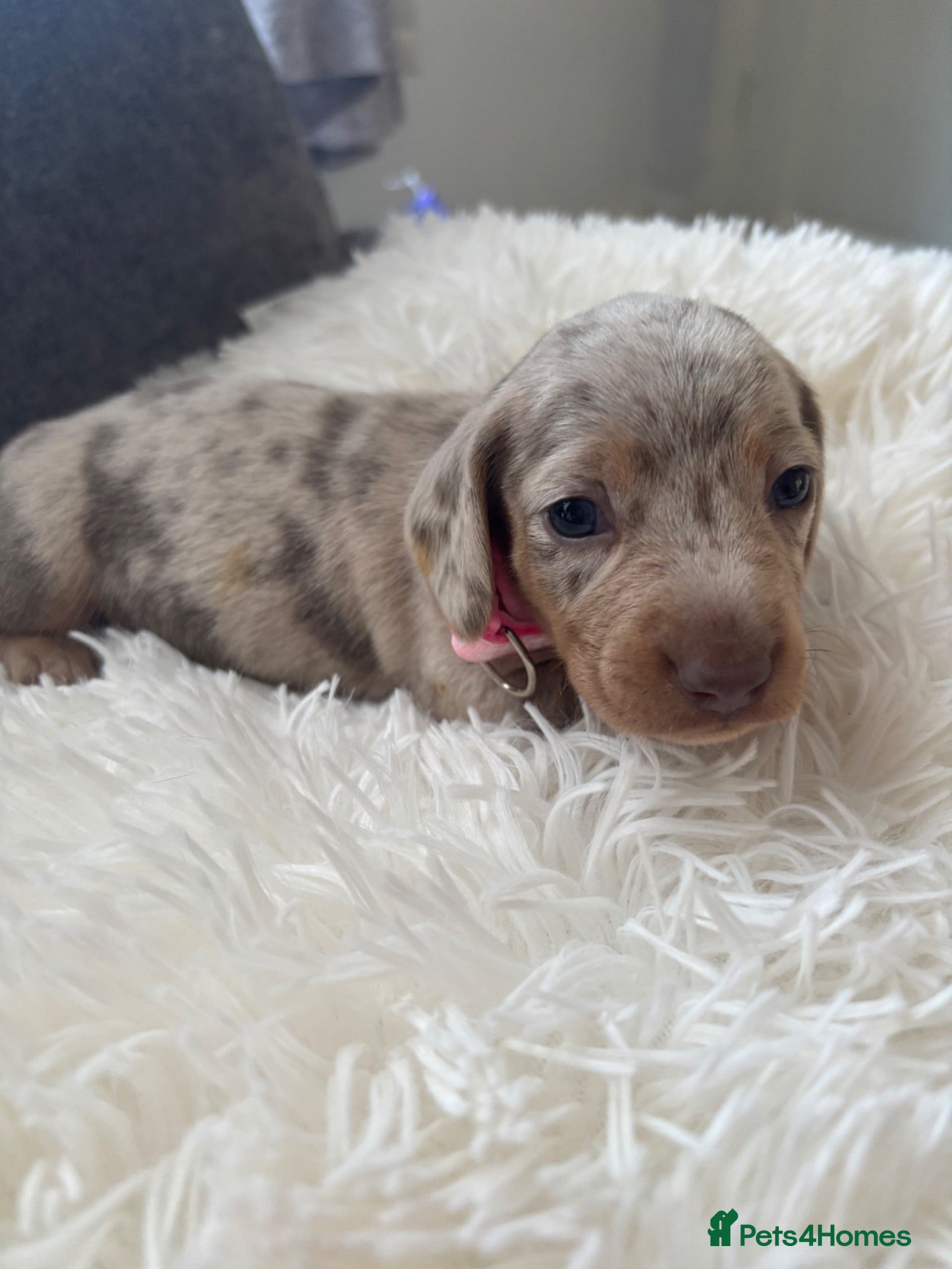 Miniature Dachshund dogs Outstanding dapple tan minature dashund puppies - Advert 1