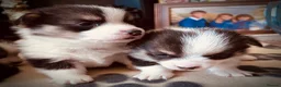 Welsh Corgi Pembroke dogs for sale: Fluffy puppies! - Advert 12