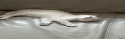 Scottish Fold cats for sale: Scottish Straight Kitten - 11 weeks old in Uxbridge - Advert 4