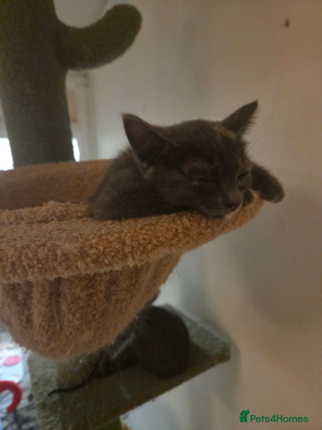 Russian Blue cats for sale: Russian Blue × Flame Point Ragdoll Kittens 🐾 - Image 5