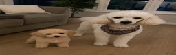 Toy Poodle dogs for sale: Toy poodle - male - 5 months - Advert 6
