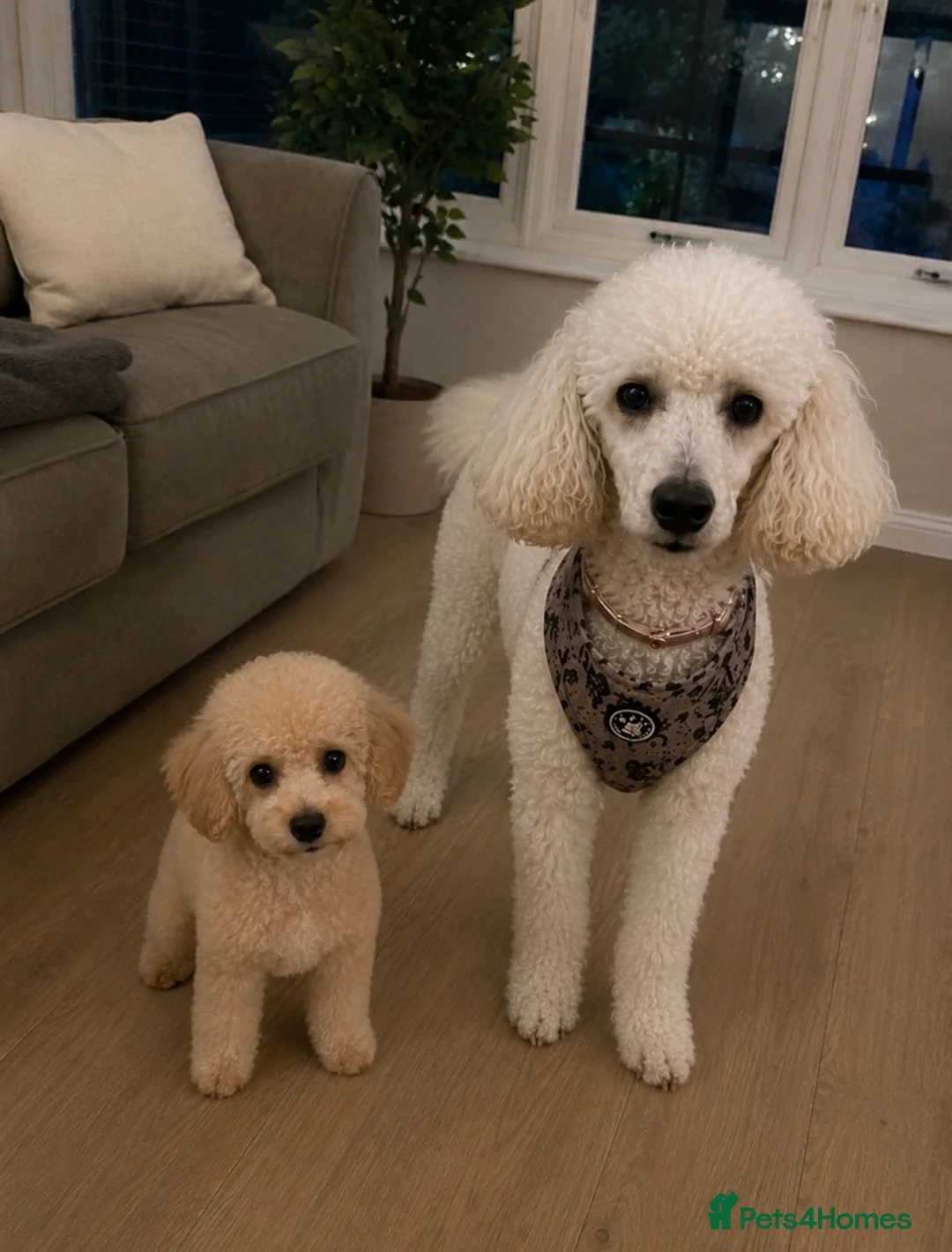 Toy Poodle dogs for sale: Toy poodle - male - 5 months - Advert 6