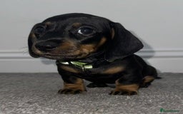 Miniature Dachshund dogs for sale: Miniature Dachshund Puppies – Black & Tan - Image 5