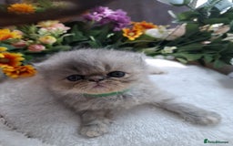 Persian cats for sale: Persian Kittens looking for their forever homes - Image 9