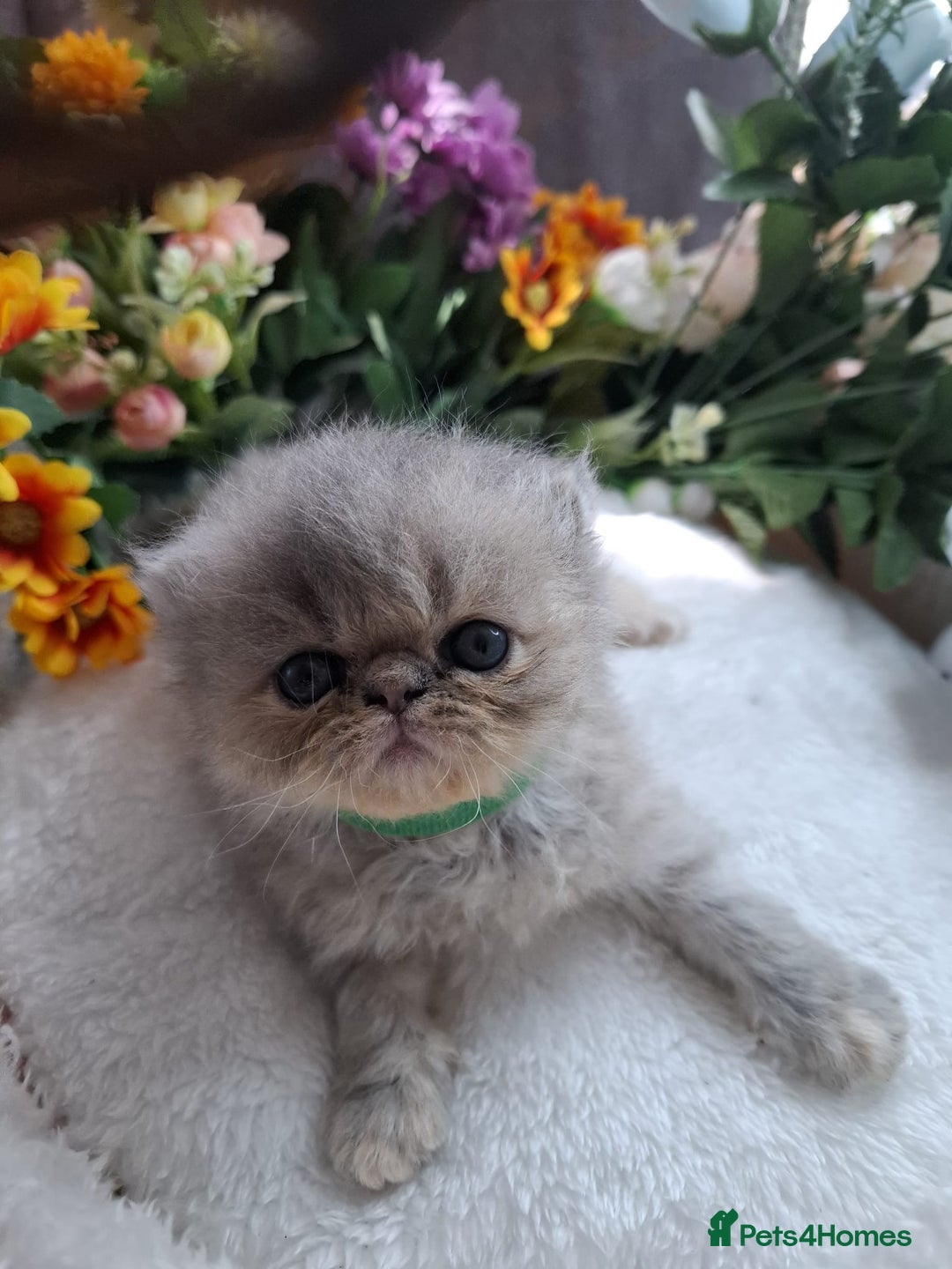Persian cats for sale: Persian Kittens looking for their forever homes - Image 9