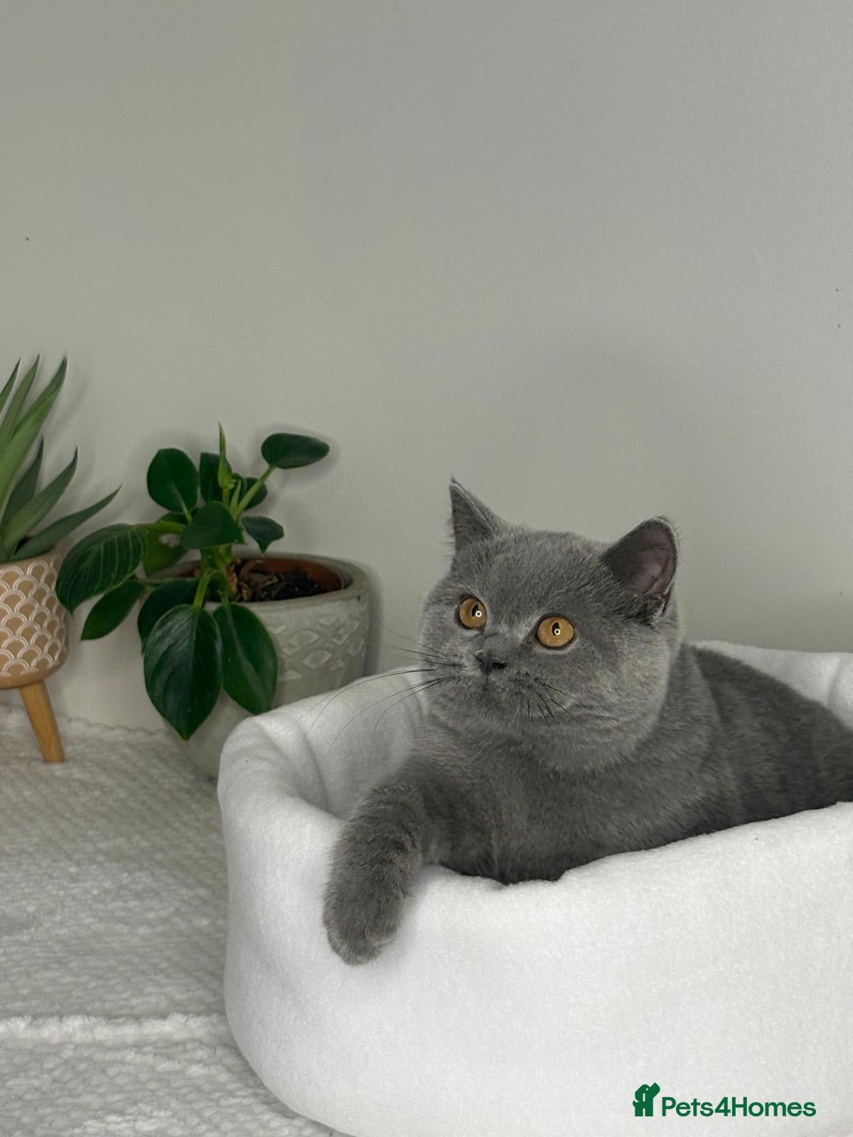 British Shorthair cats Blue British shorthair active GCCF - Advert 1