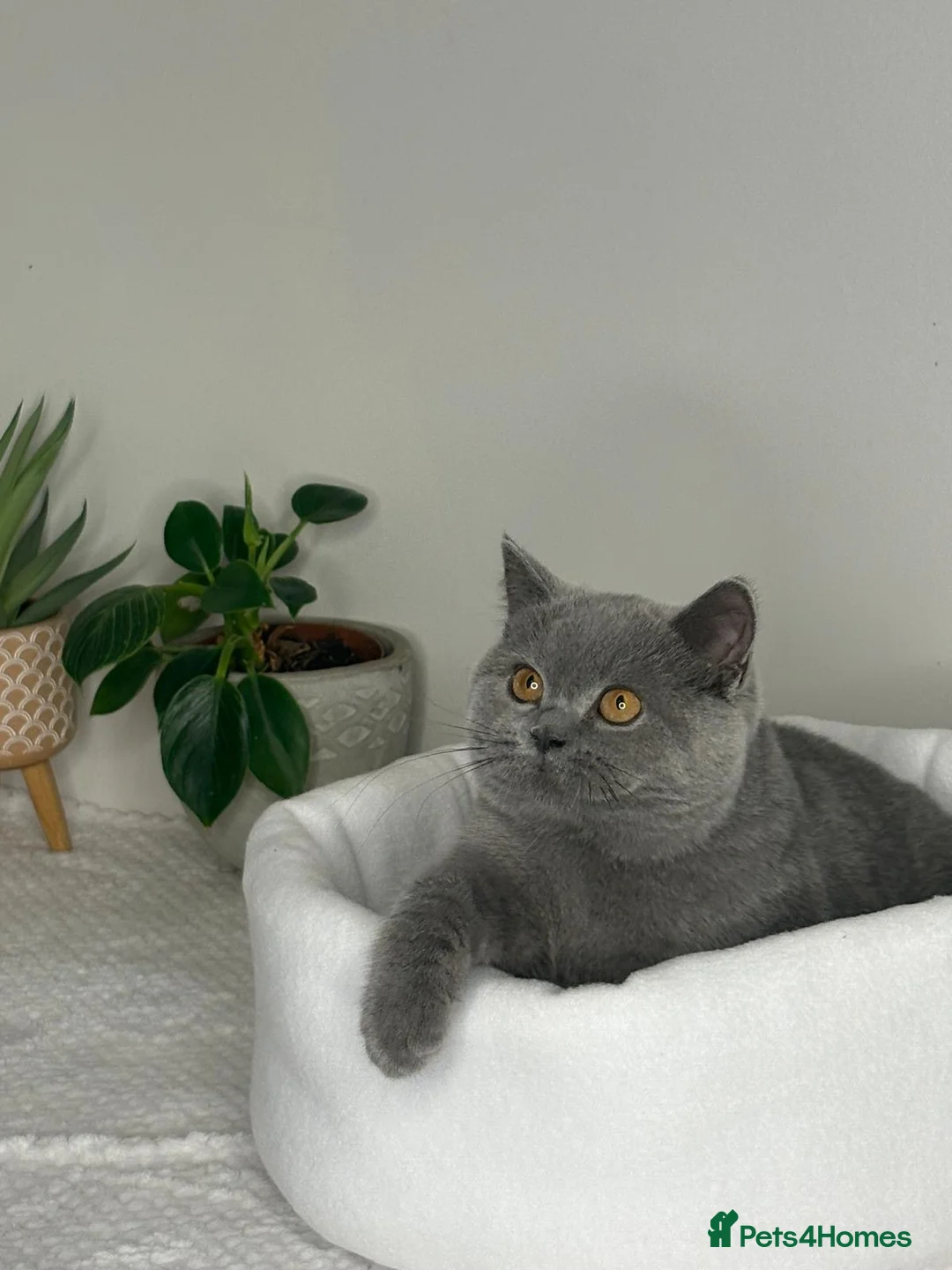 British Shorthair cats for sale: Blue British shorthair active GCCF - Advert 1