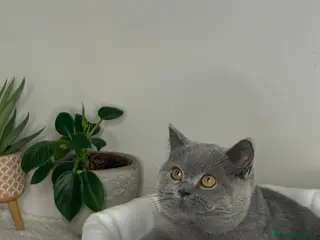 British Shorthair cats Blue British shorthair active GCCF - Advert 1