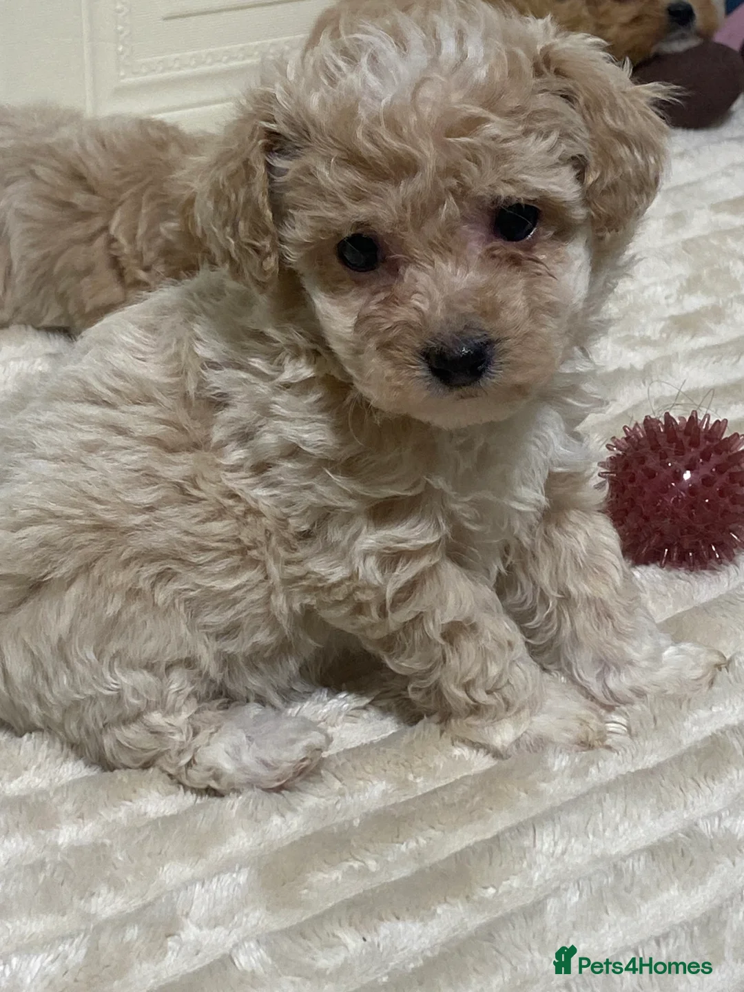 Maltipoo dogs for sale: 🩷3 Gorgeous Maltipoo Puppies🩷 - Advert 7