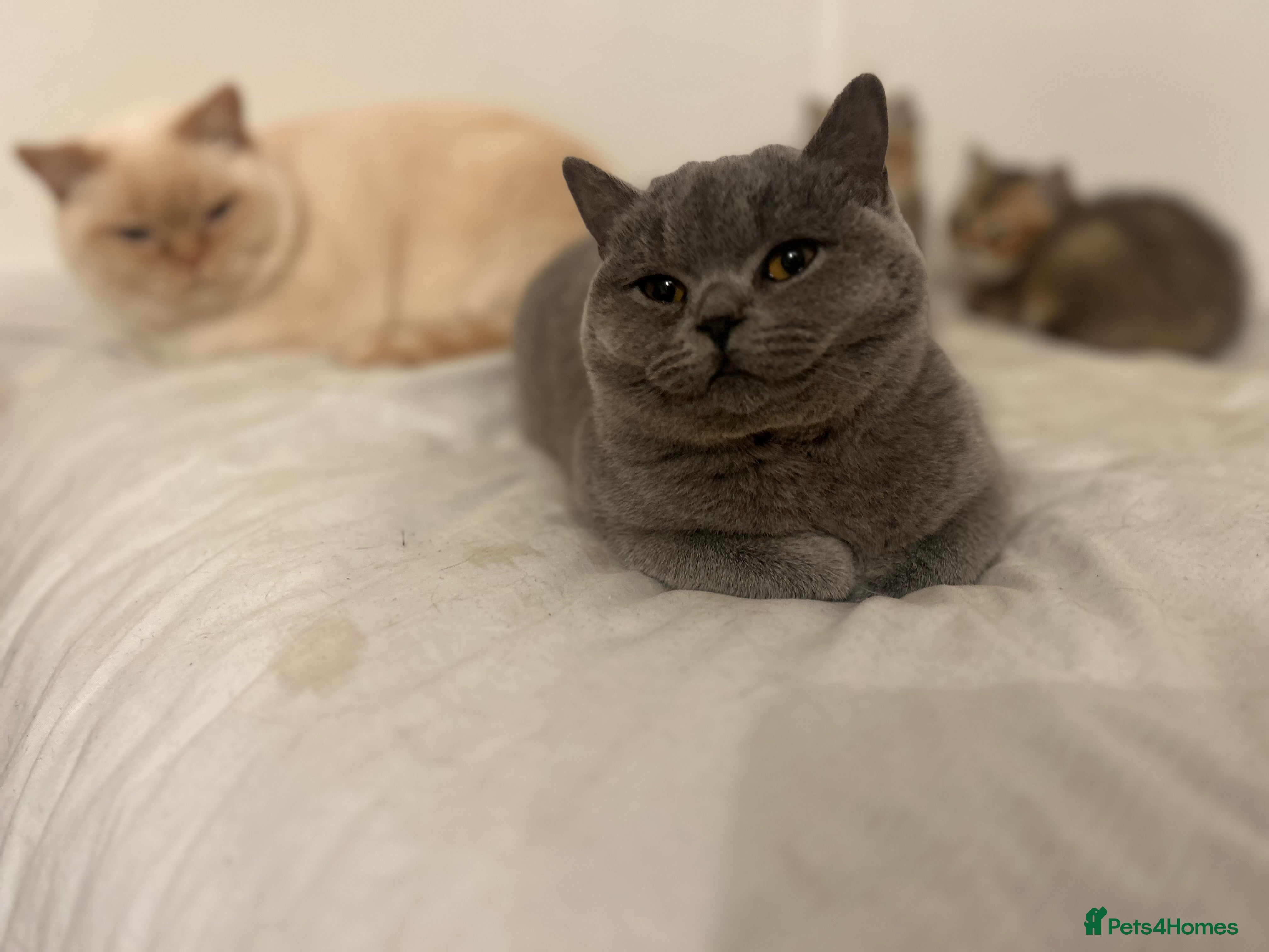 British Shorthair cats ‼️1 LEFT REDUCED‼️ GCCF REGISTERED BSH 🐻 🧸  - Advert 14