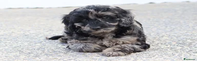 Cockapoo 2