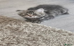 Persian cats for sale: Persian Kittens ready now  - Image 12