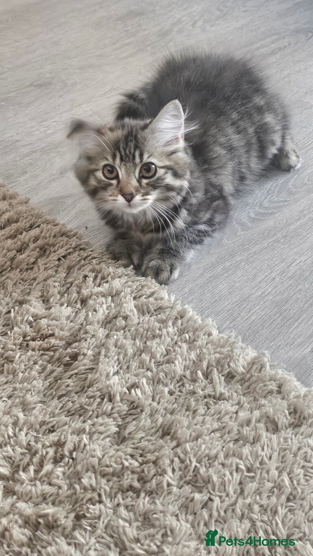 Persian cats for sale: Persian Kittens ready now  - Image 12