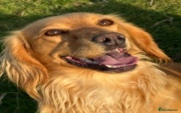 Cocker Spaniel dogs for sale: Gorgeous KC Working Cocker Spaniels- Health Tested - Image 21