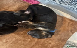 German Shepherd dogs for sale: 7 beautiful German Shepherd puppies  - Image 15