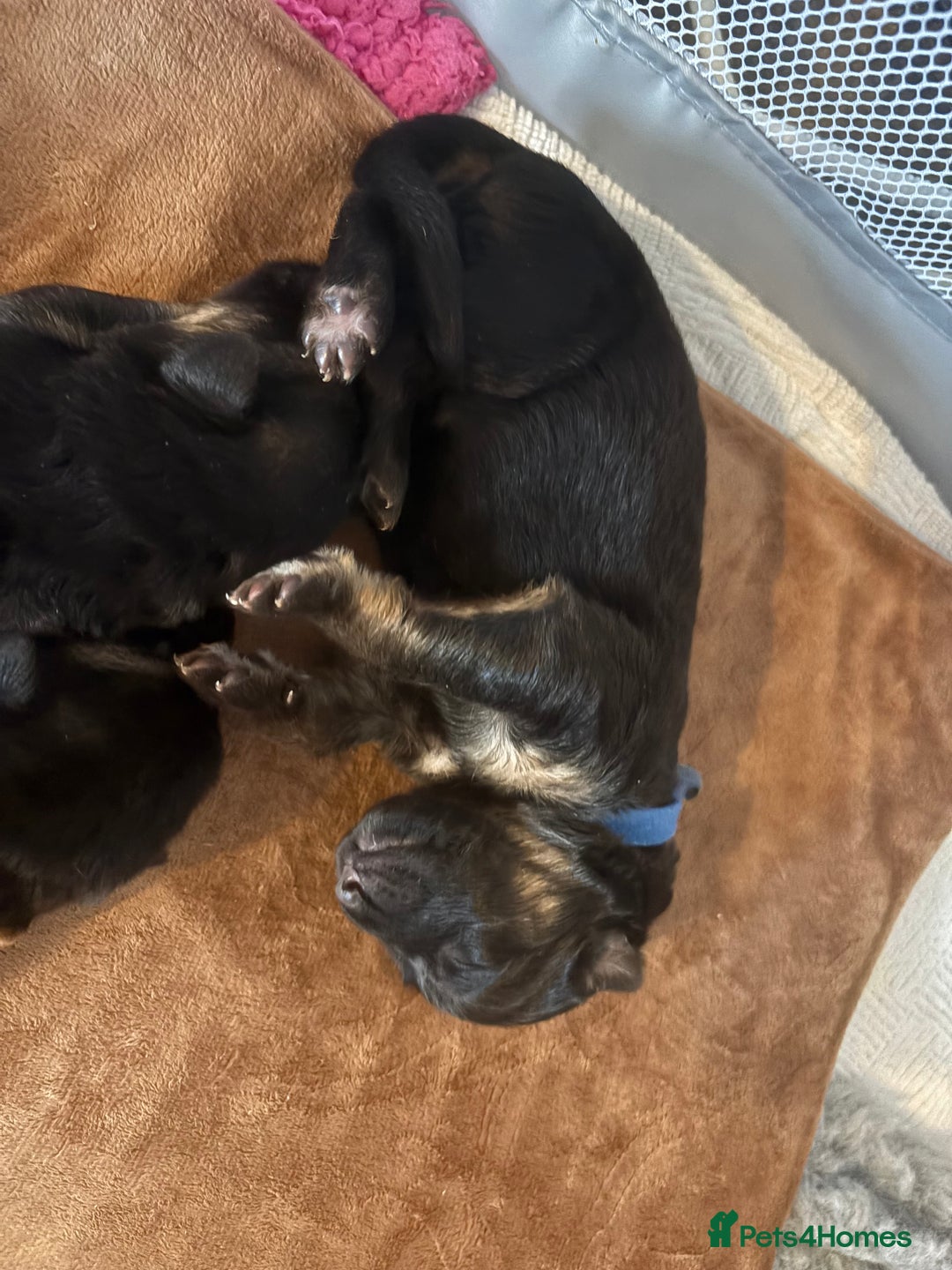 German Shepherd dogs for sale: 7 beautiful German Shepherd puppies  - Image 15
