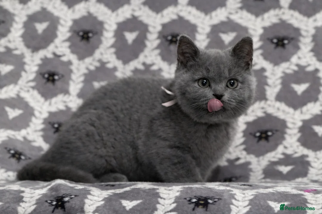 British Shorthair cats for sale: Gorgeous Blue Shorthair Girl - Advert 3