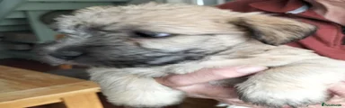 Glen of Imaal Terrier 2