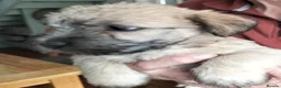 Glen of Imaal Terrier dogs for sale: Glen of Imaal puppies! - Advert 8