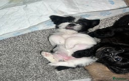 Zuchon dogs for sale: Shihzu x Bichon x Westie - Image 32