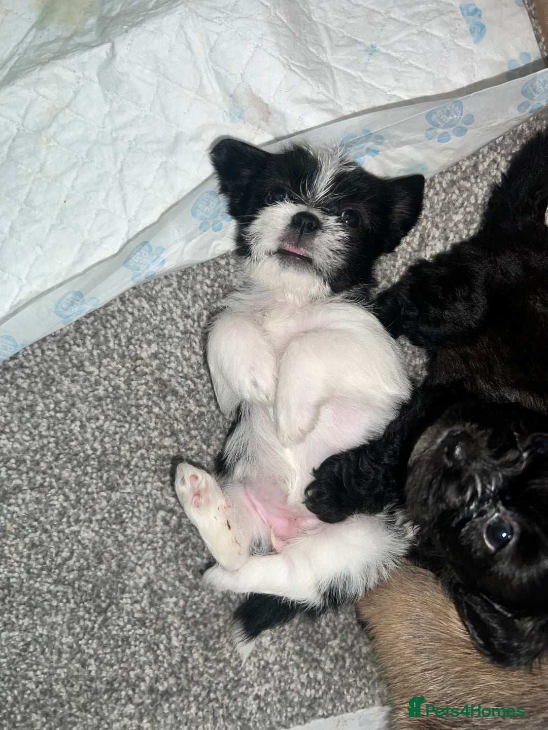 Zuchon dogs for sale: Shihzu x Bichon x Westie - Image 32