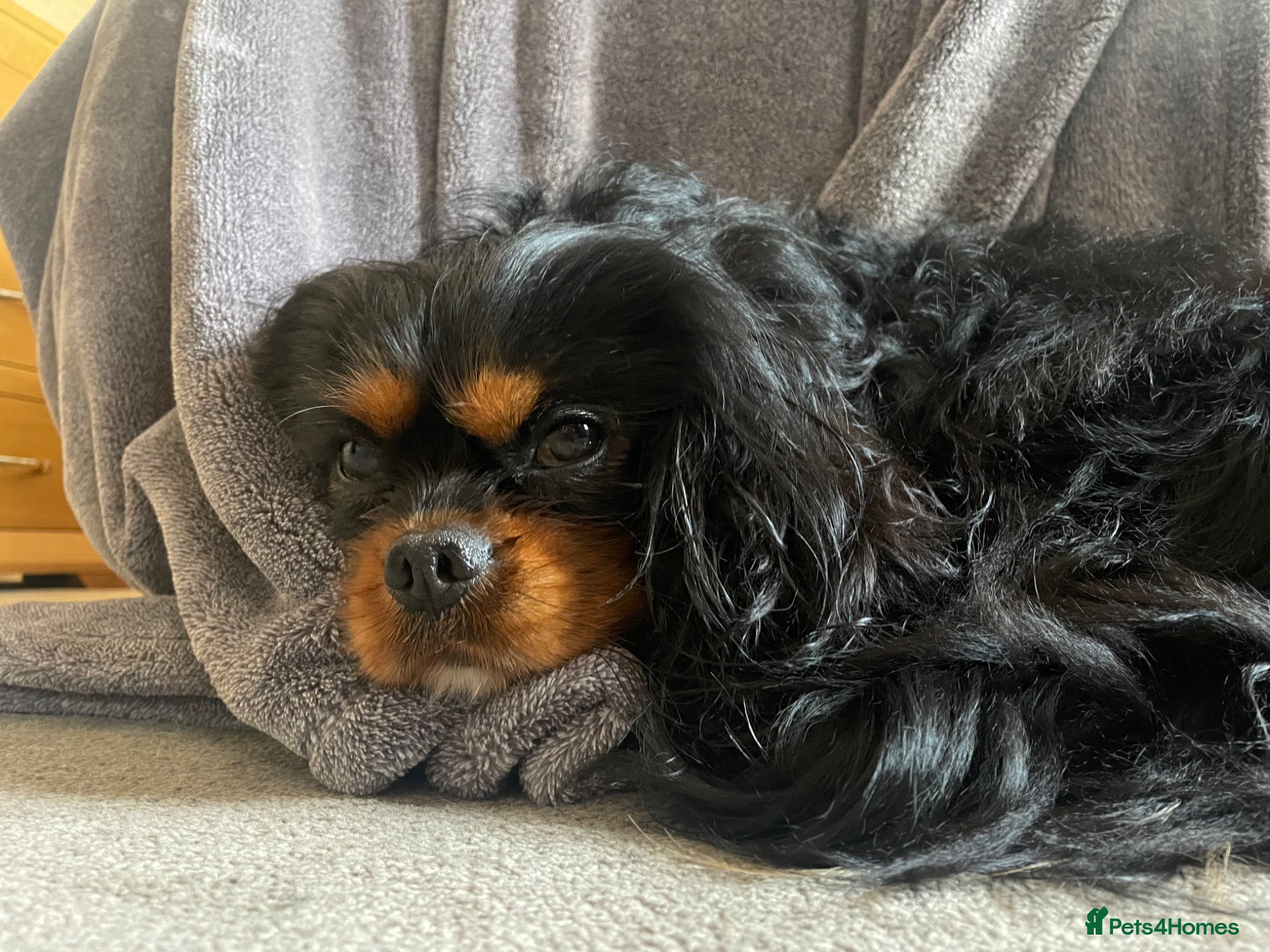 Cavalier King Charles Spaniel dogs ❤️‍🔥 HUGO ❤️‍🔥 KC Health tested dog for Stud.  - Advert 2