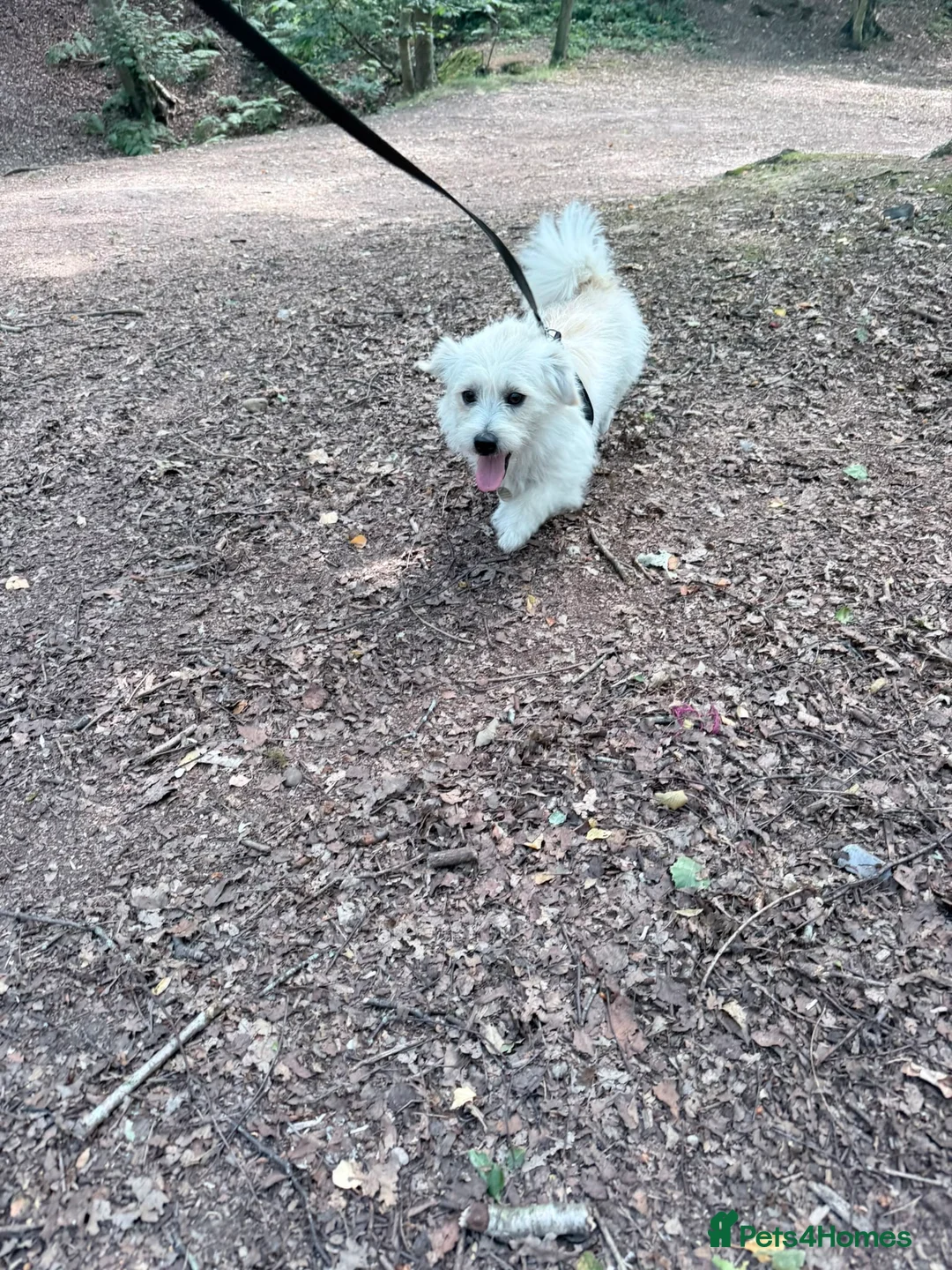 Mixed Breed dogs for adoption: Norman 🐾 in Norwich - Advert 2