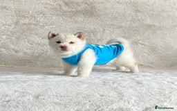 Chow Chow dogs for sale: Exotic colour chowsky puppies for sale  - Image 28