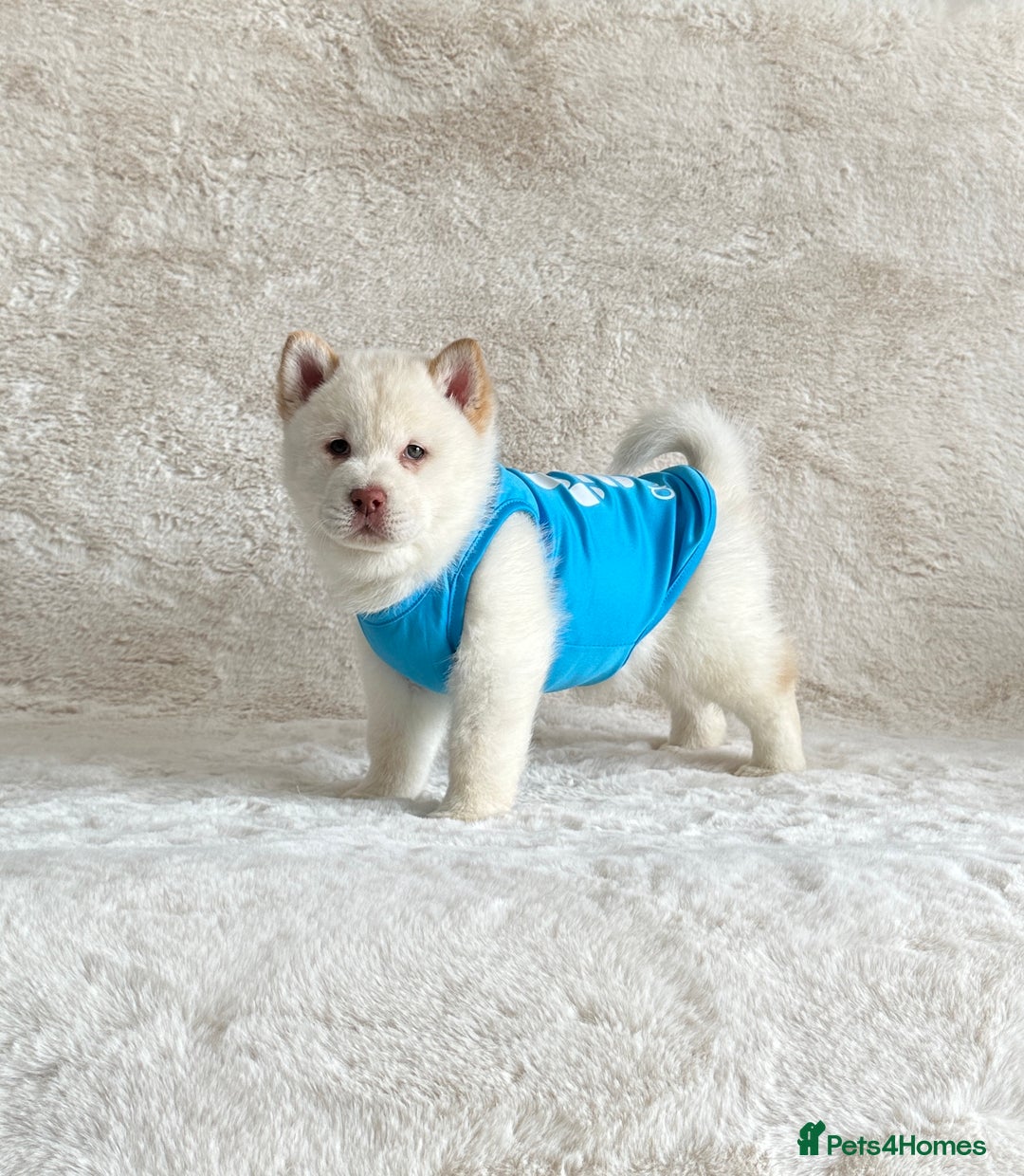Chow Chow dogs for sale: Exotic colour chowsky puppies for sale  - Image 28