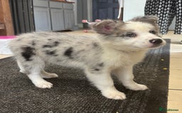 Border Collie dogs for sale: Border Collie Puppies. READY NOW - Image 3