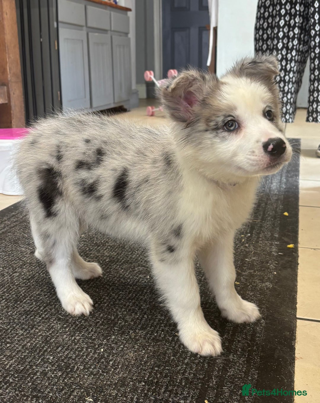 Border Collie dogs for sale: Border Collie Puppies. READY NOW - Image 3