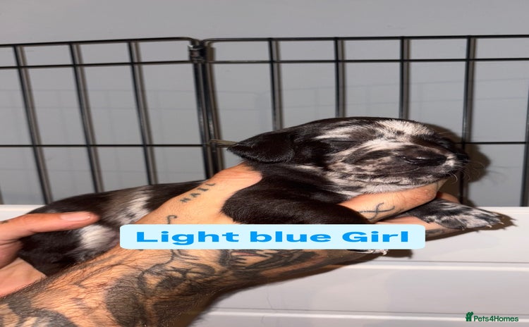 Mixed Breed dogs - Advert 9