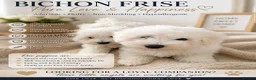 Bichon Frise dogs for sale: Bishon frise - Advert 9