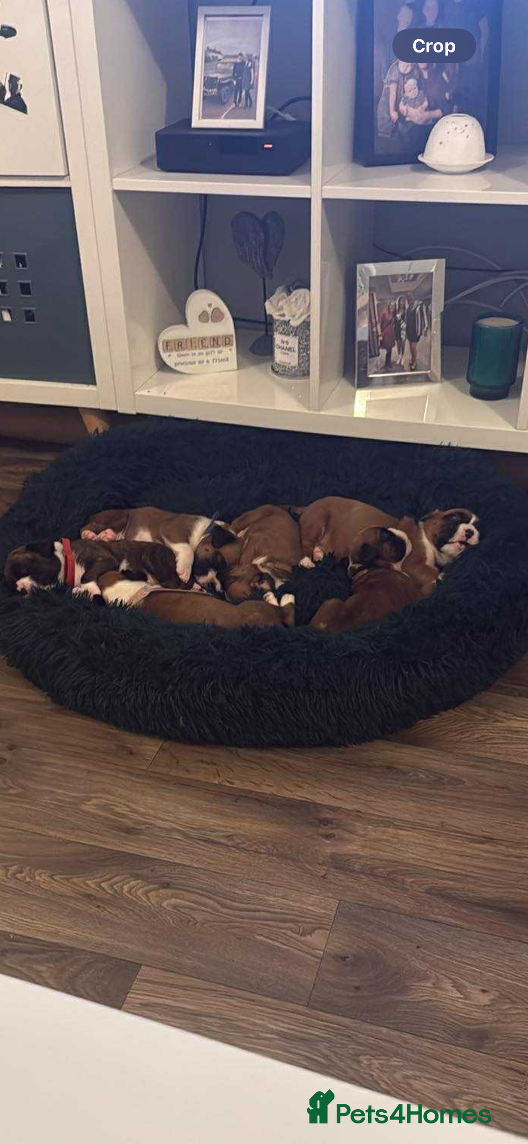 Boxer dogs for stud: Boxer Stud KC Reg & Proven - Advert 10