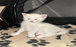 Ragdoll cats for sale: Maine Coon Mum & 2Kittens Looking for aLoving Home - Image 4