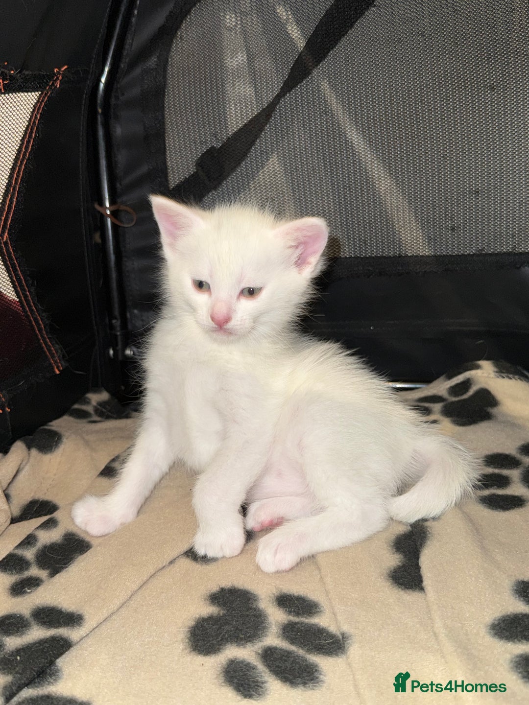 Ragdoll cats for sale: Maine Coon Mum & 2Kittens Looking for aLoving Home - Image 4