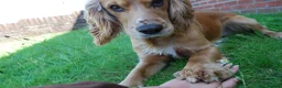 Cocker Spaniel dogs for stud: 2YO First time STUD Bailey Cocker Spaniel  - Advert 7