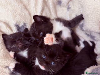 Mixed Breed cats British Short Hair X DSH - Advert 1