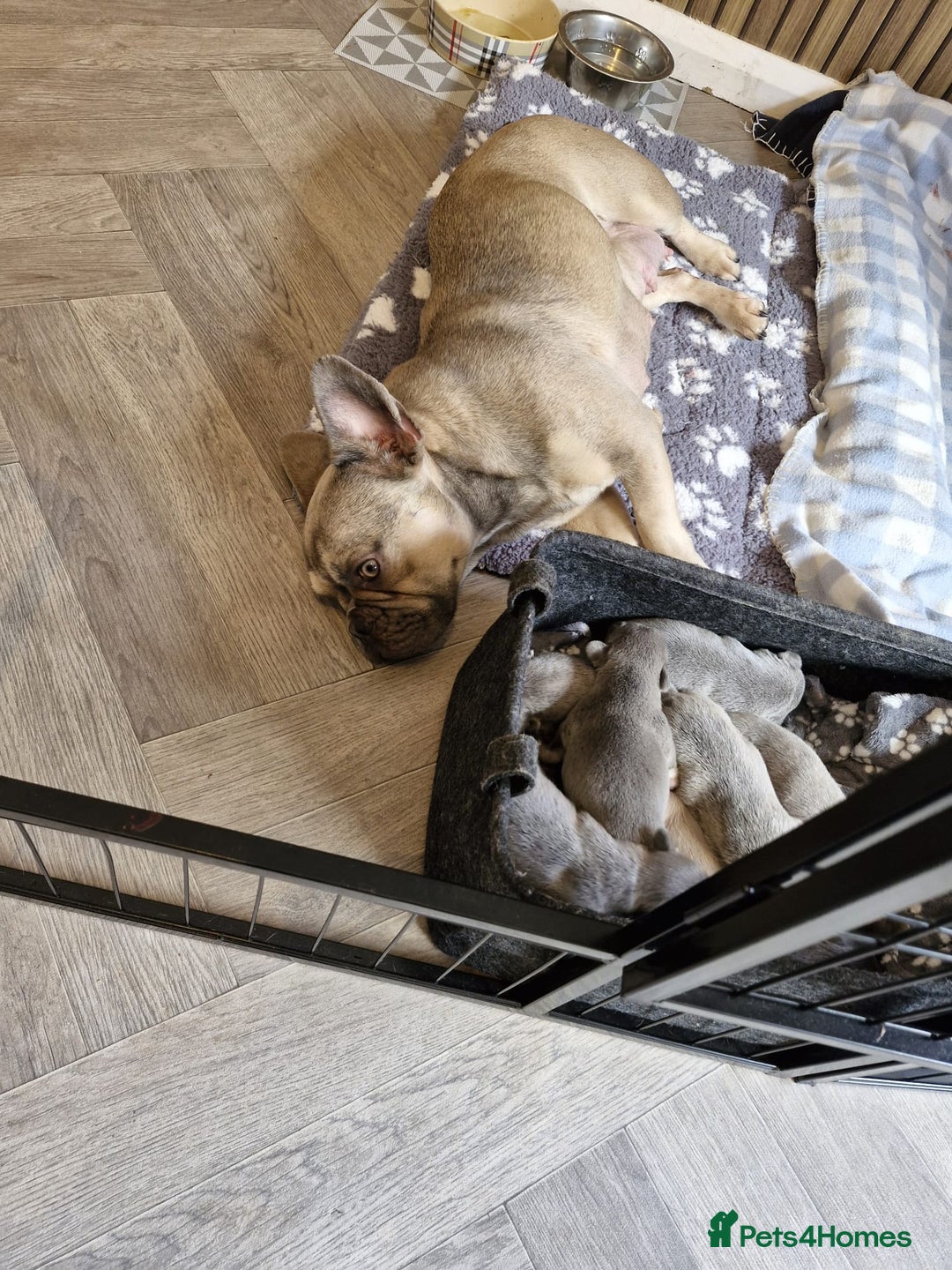French Bulldog dogs for sale: French bulldog FLUFFY pups - Image 10