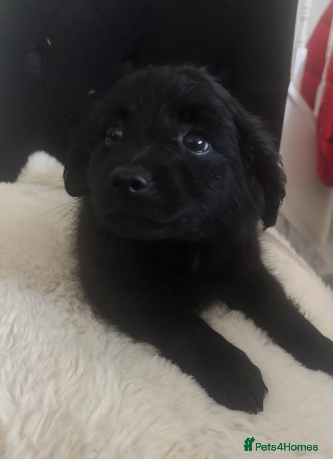 Mixed Breed dogs for sale: Cockeranians - Advert 3