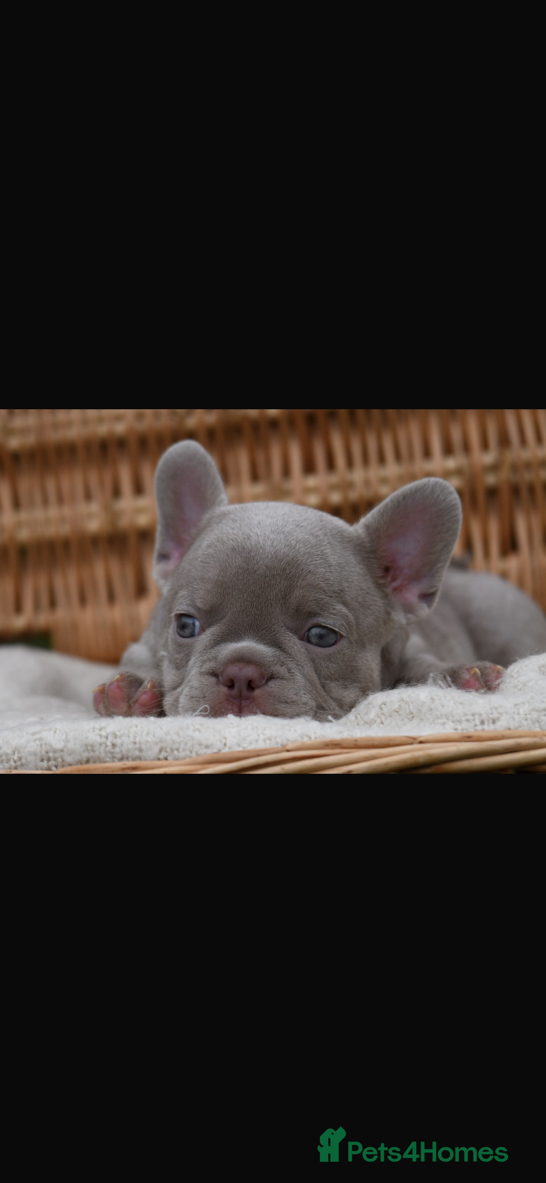 French Bulldog dogs for sale: Beautiful litter of 8 French bulldog puppies - Image 20